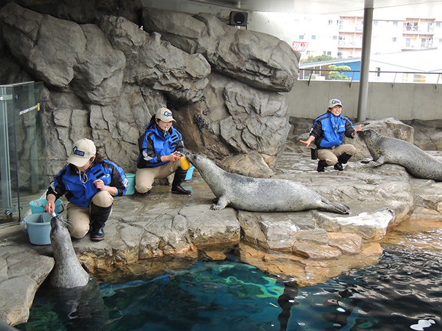 「アザラシ館」/しながわ水族館(東京都/品川区)