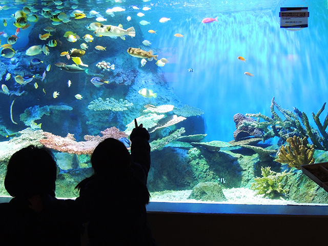 子ども目線の低い水槽/しながわ水族館(東京都/品川区)