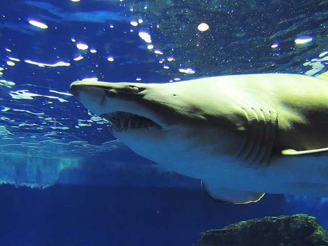 「シャークホール」を泳ぐシロワニ/しながわ水族館(東京都/品川区)