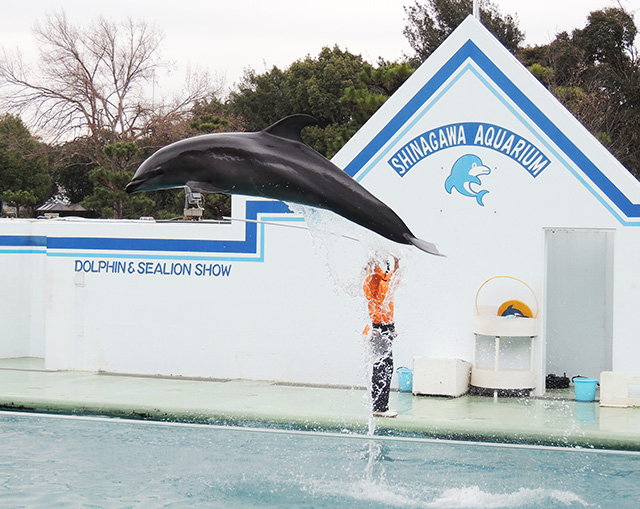 バンドウイルカ/しながわ水族館(東京都/品川区)