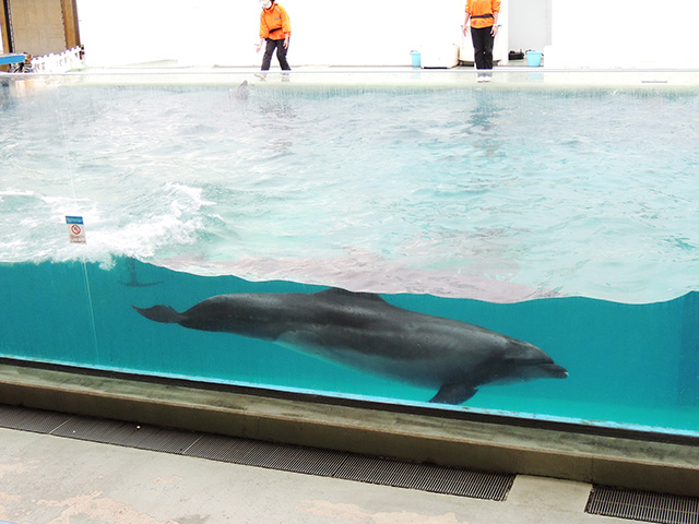 バンドウイルカ/しながわ水族館(東京都/品川区)