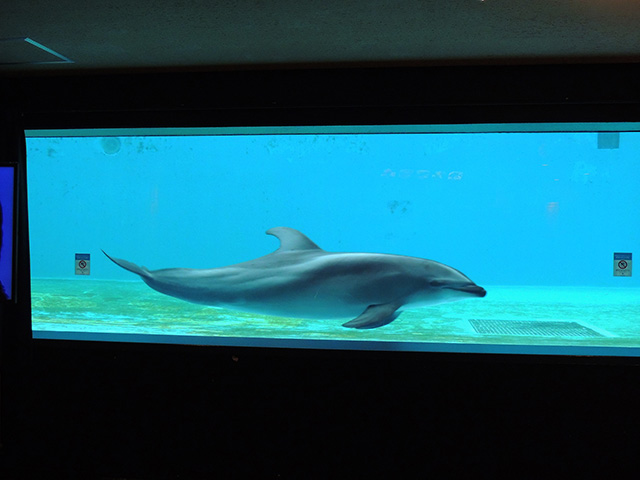 バンドウイルカ/しながわ水族館(東京都/品川区)