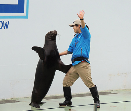 アシカショーの様子/しながわ水族館(東京都/品川区)