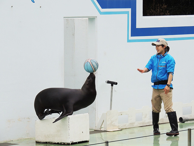 アシカショーの様子/しながわ水族館(東京都/品川区)