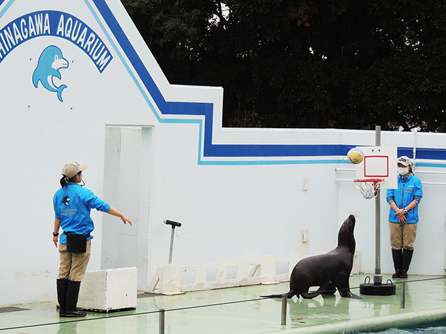 アシカショーの様子/しながわ水族館(東京都/品川区)