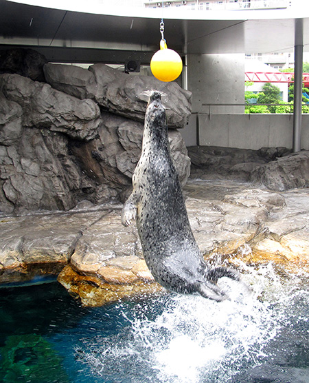 アザラシショーの様子/しながわ水族館(東京都/品川区)
