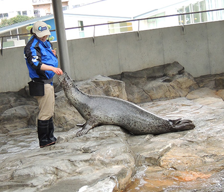 ごはんをもらうアザラシ/しながわ水族館(東京都/品川区)