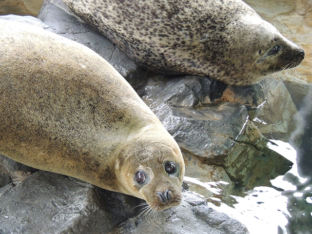 ゴマフアザラシ/しながわ水族館(東京都/品川区)