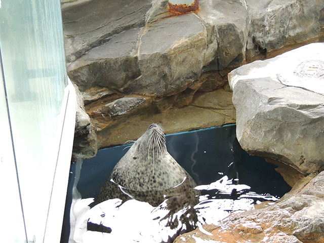 ゴマフアザラシ/しながわ水族館(東京都/品川区)