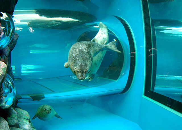 大型トンネル水槽/しながわ水族館(東京都/品川区)