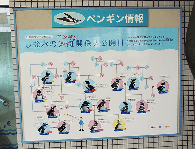 「ペンギン相関図」/しながわ水族館(東京都/品川区)