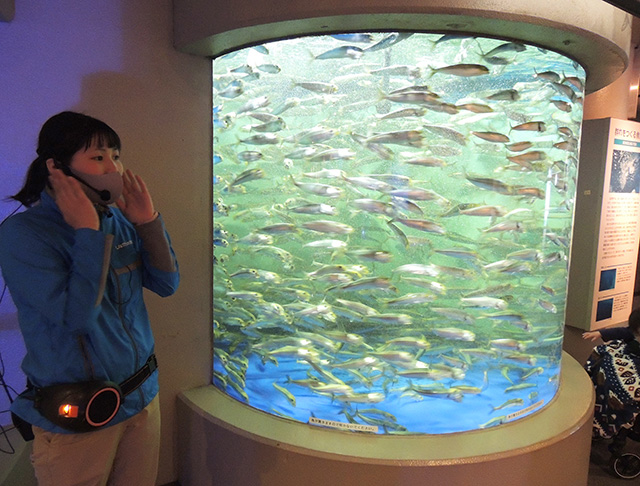 同じ方向に泳いでいるイワシ/しながわ水族館(東京都/品川区)