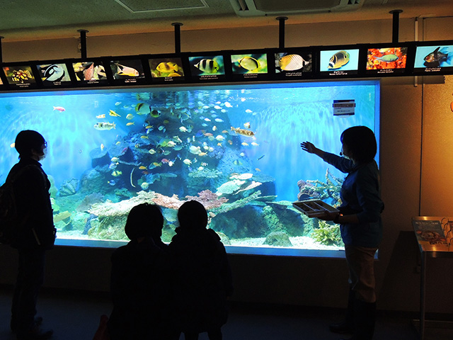 魚たちについて解説する様子/しながわ水族館(東京都/品川区)
