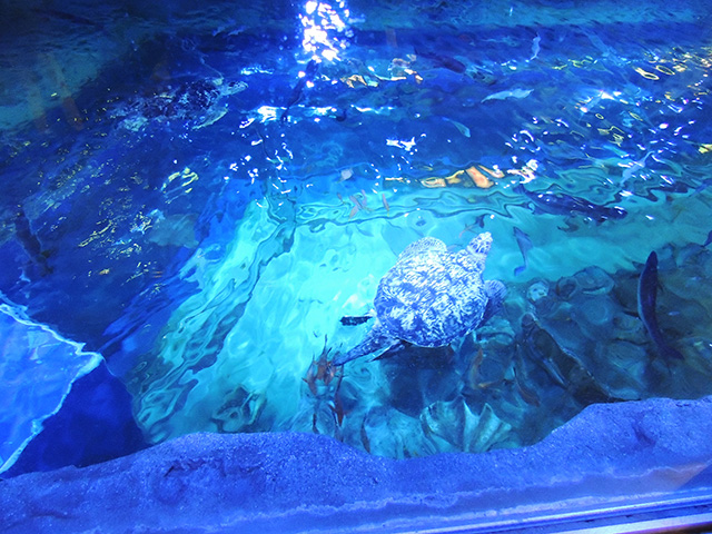 水槽「大海原へのいざない」/しながわ水族館(東京都/品川区)