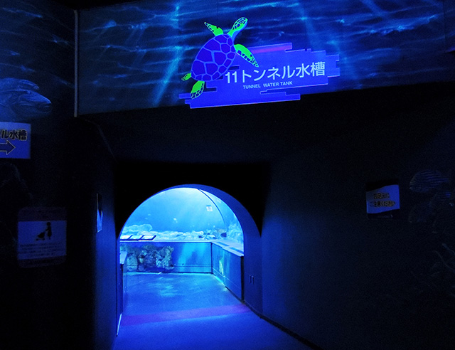 水槽「トンネル水槽」/しながわ水族館(東京都/品川区)