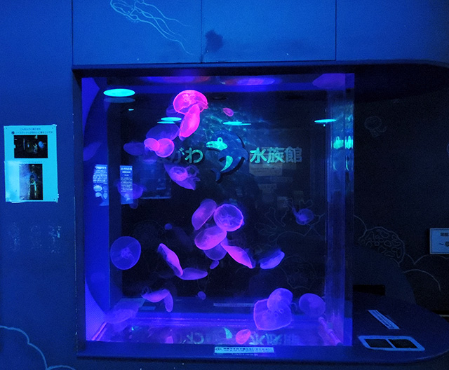 水槽「クラゲたちの世界」/しながわ水族館(東京都/品川区)
