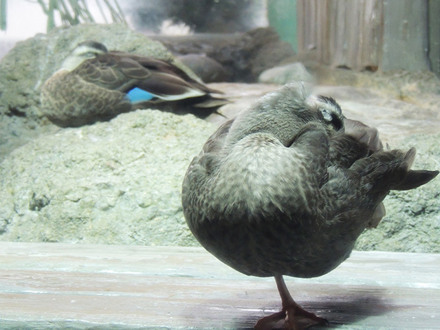 カルガモ/しながわ水族館(東京都/品川区)
