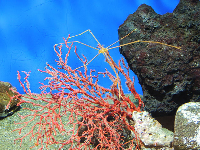 オルトマンワラエビ/しながわ水族館(東京都/品川区)