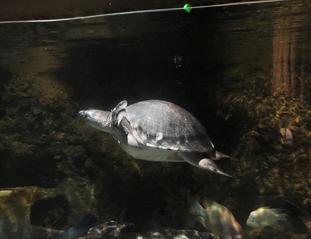 スッポンモドキ/しながわ水族館(東京都/品川区)