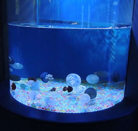 カラージェリーフィッシュ/しながわ水族館(東京都/品川区)
