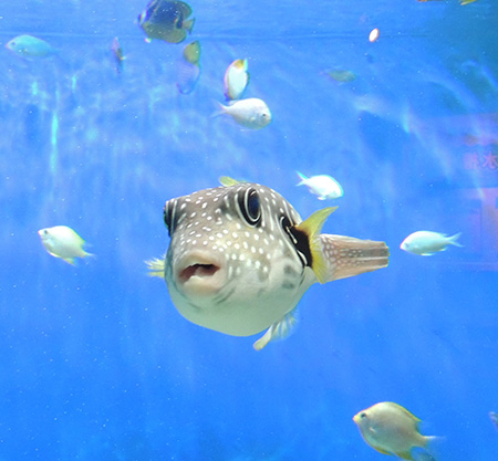 サザナミフグ/しながわ水族館(東京都/品川区)
