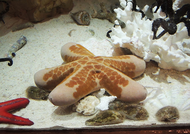 カワテブクロ/しながわ水族館(東京都/品川区)