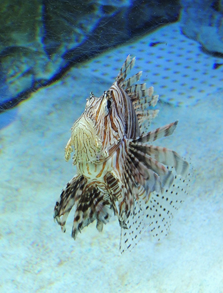 ハナミノカサゴ/しながわ水族館(東京都/品川区)