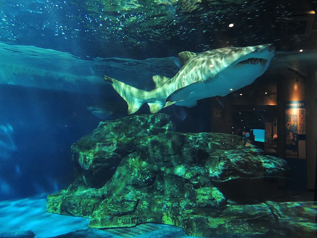 シロワニ/しながわ水族館(東京都/品川区)