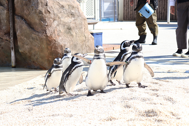 ペンギンコーナー/大分マリーンパレス 水族館「うみたまご」(大分県/大分市)