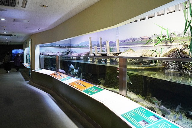 播磨地方の里地の生き物の展示/姫路市立水族館(兵庫県)