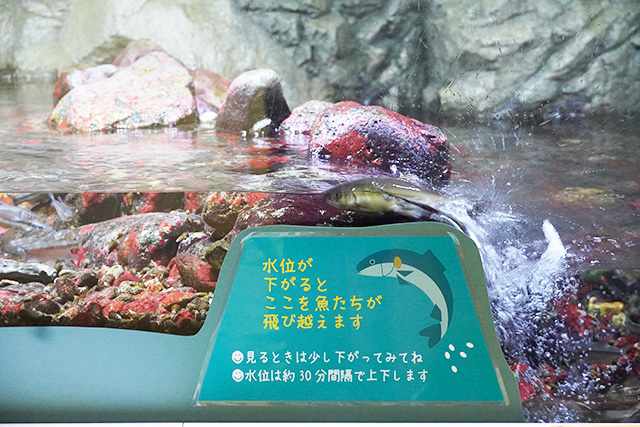 さかのぼる魚たちが見える/姫路市立水族館(兵庫県)
