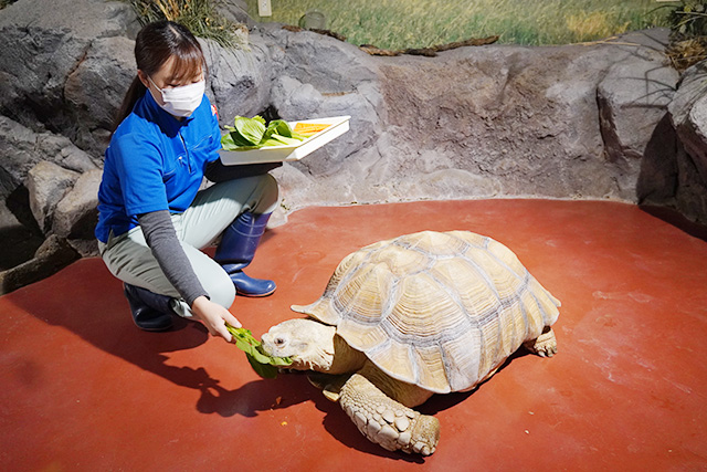 ケヅメリクガメのリクくん/姫路市立水族館(兵庫県)
