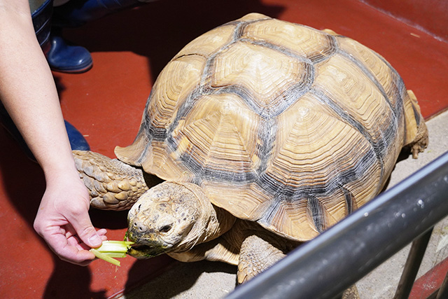 ケヅメリクガメのゴンくん/姫路市立水族館(兵庫県)