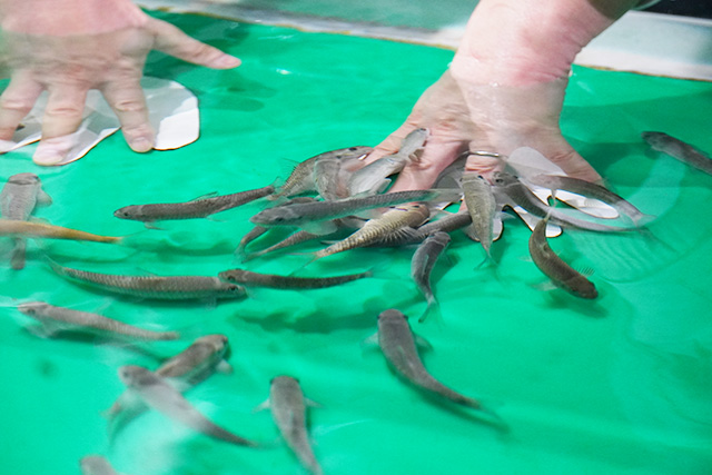 ドクターフィッシュ/姫路市立水族館(兵庫県)