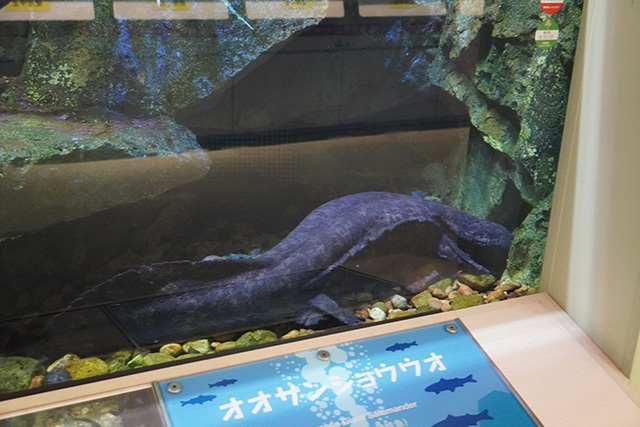 オオサンショウウオ/姫路市立水族館(兵庫県)