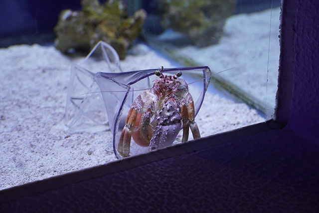 透明な殻に入ったヤドカリ/姫路市立水族館(兵庫県)