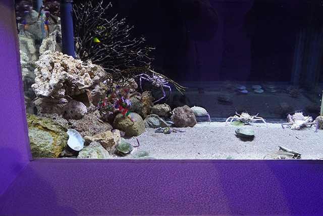 モクズショイやヘイケガニ/姫路市立水族館(兵庫県)