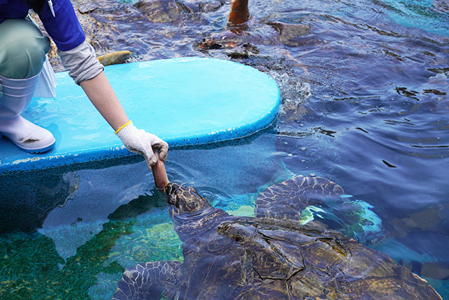 ウミガメのエサやりの様子/姫路市立水族館(兵庫県)