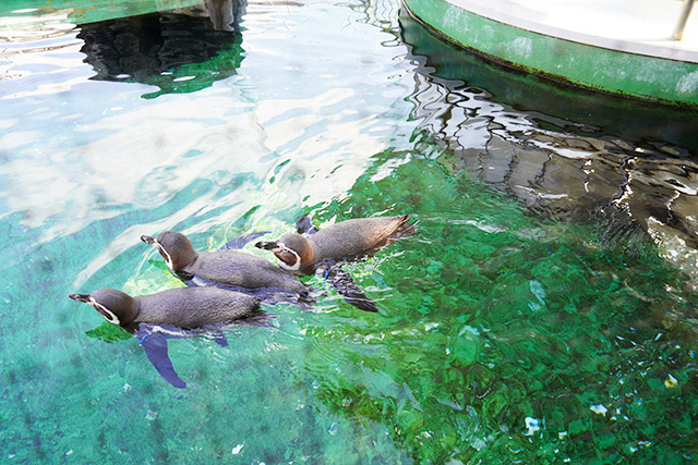ペンギンプール/姫路市立水族館(兵庫県)