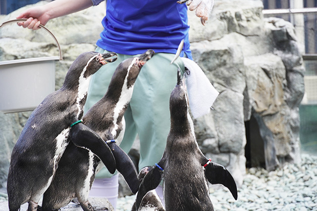 ペンギンのエサやりの様子/姫路市立水族館(兵庫県)