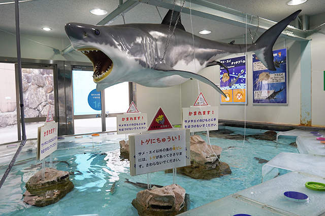サメやエイのタッチプール/姫路市立水族館(兵庫県)