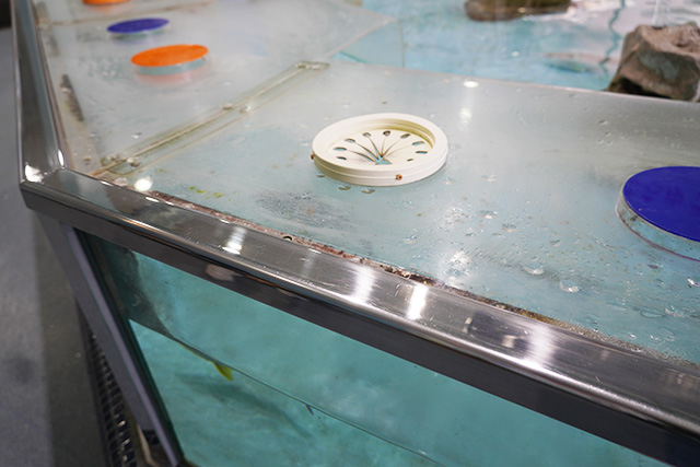タッチプール用の手を入れる穴/姫路市立水族館(兵庫県)