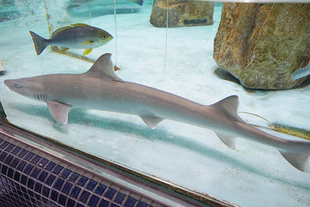 タッチプールにいるサメ/姫路市立水族館(兵庫県)