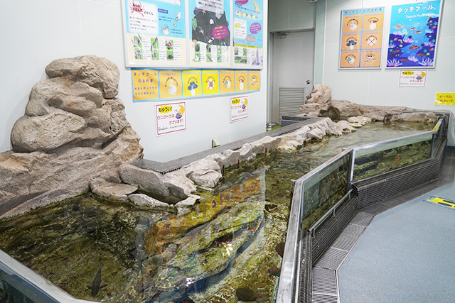 ヒトデやウニのタッチプール/姫路市立水族館(兵庫県)