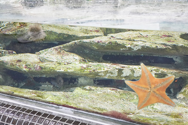 ヒトデやウニのタッチプール/姫路市立水族館(兵庫県)