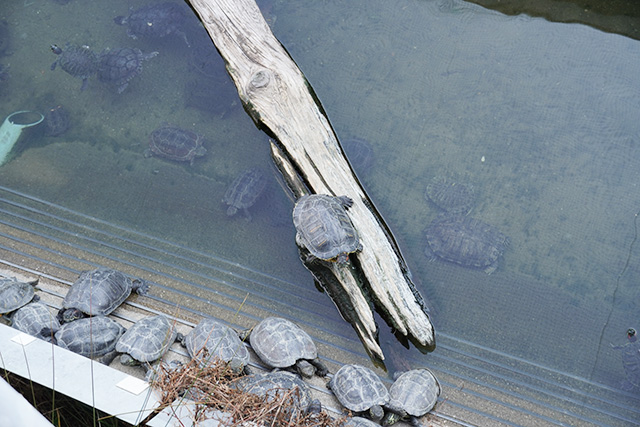 淡水カメ池/姫路市立水族館(兵庫県)