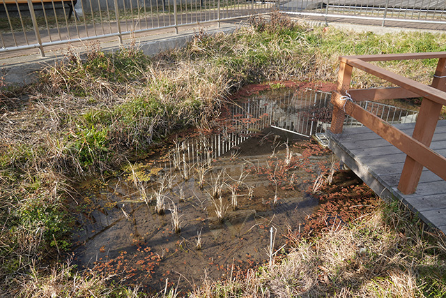ビオトープ/姫路市立水族館(兵庫県)