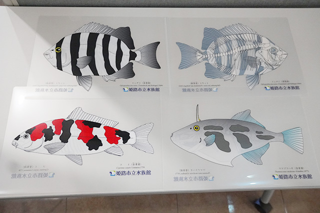 クリアファイル/姫路市立水族館(兵庫県)