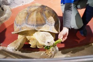 姫路市立水族館は、亀・ペンギンの餌やりが必見！サメにタッチ、お土産、駐車場もレポ