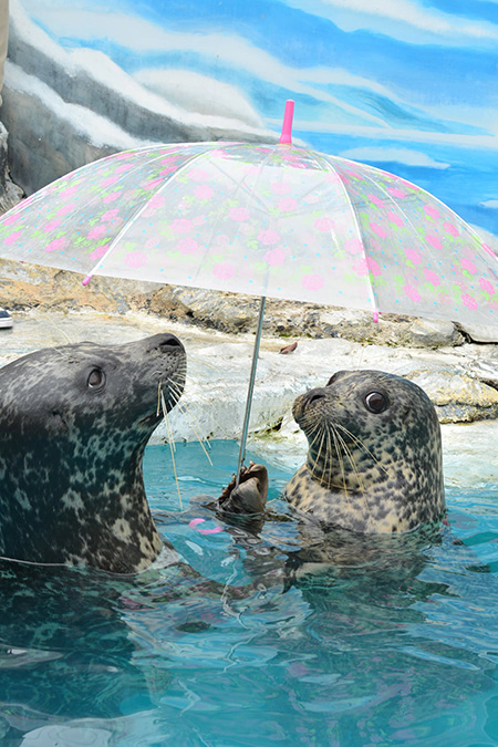 傘をさしてコチラを見るアザラシの“水雨”/新屋島水族館（香川県／高松市）